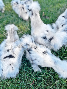 Paint Silkie Chickens