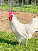 french white bresse rooster