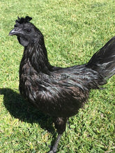Ayam Cemani Hen Feather Lover Farms 