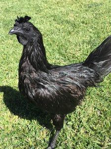 Feather Lover Farms Ayam Cemani