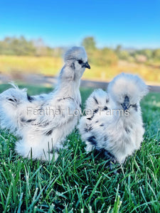 Paint Silkie Chickens For Sale From Feather Lover Farms