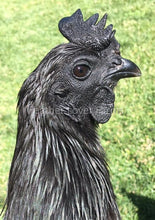 Feather Lover Farms Ayam Cemani Hen