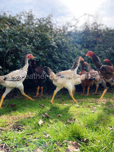 indio gigante chickens