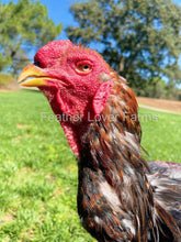 indio gigante rooster